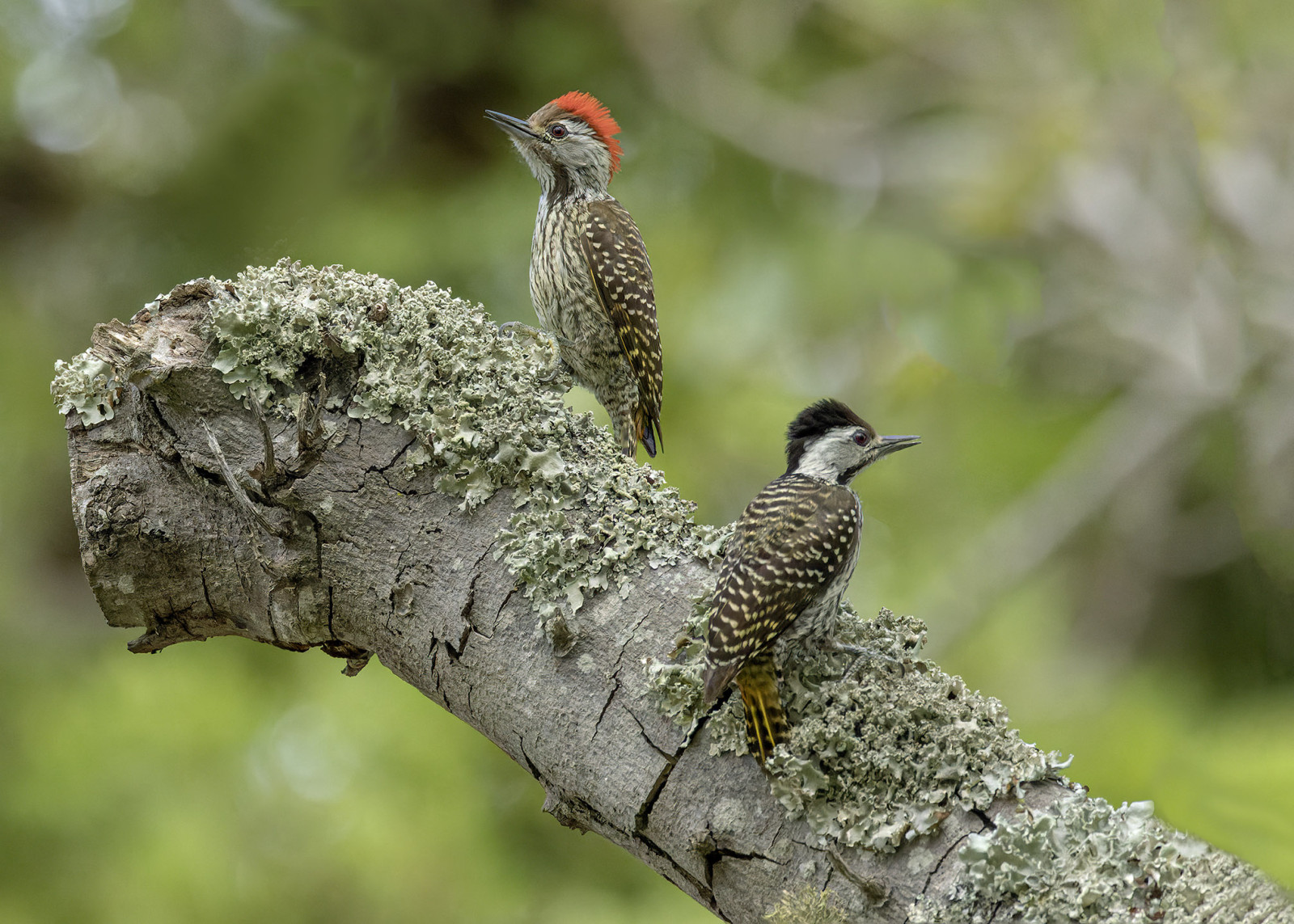 image Cardinal Woodpecker